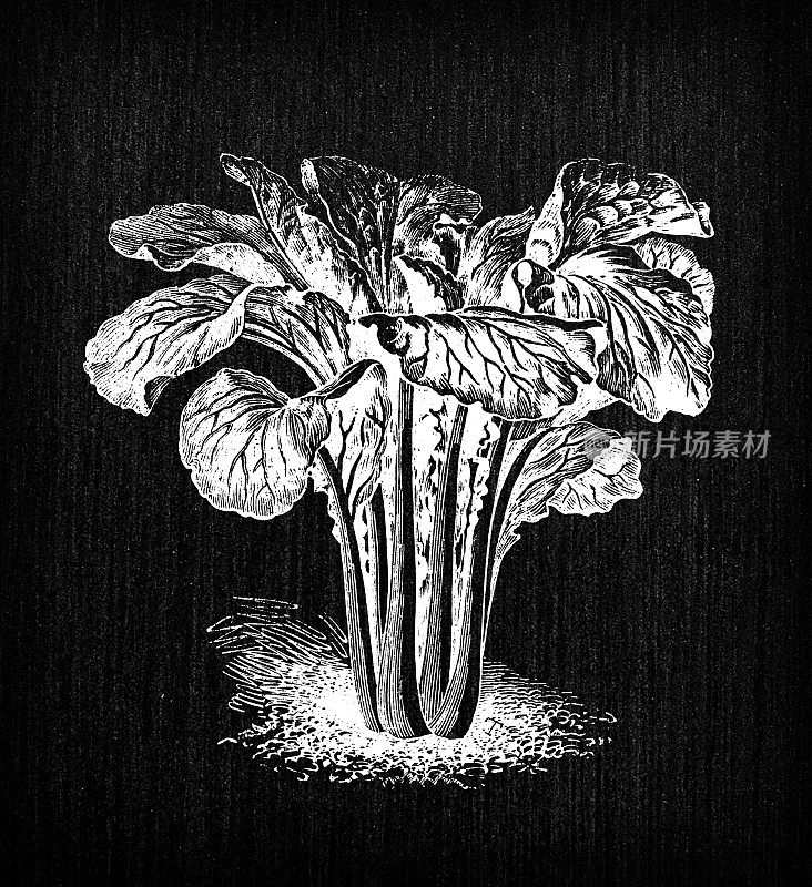 植物学蔬菜植物仿古雕刻插画:白菜(brassica chinensis)